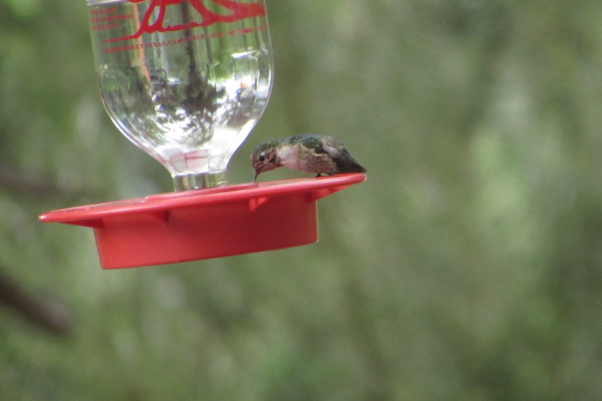 Calliope Hummingbird - ML144019541