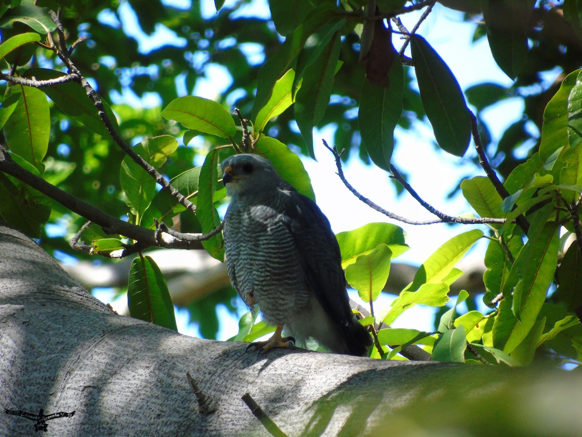 Buse grise - ML144024441