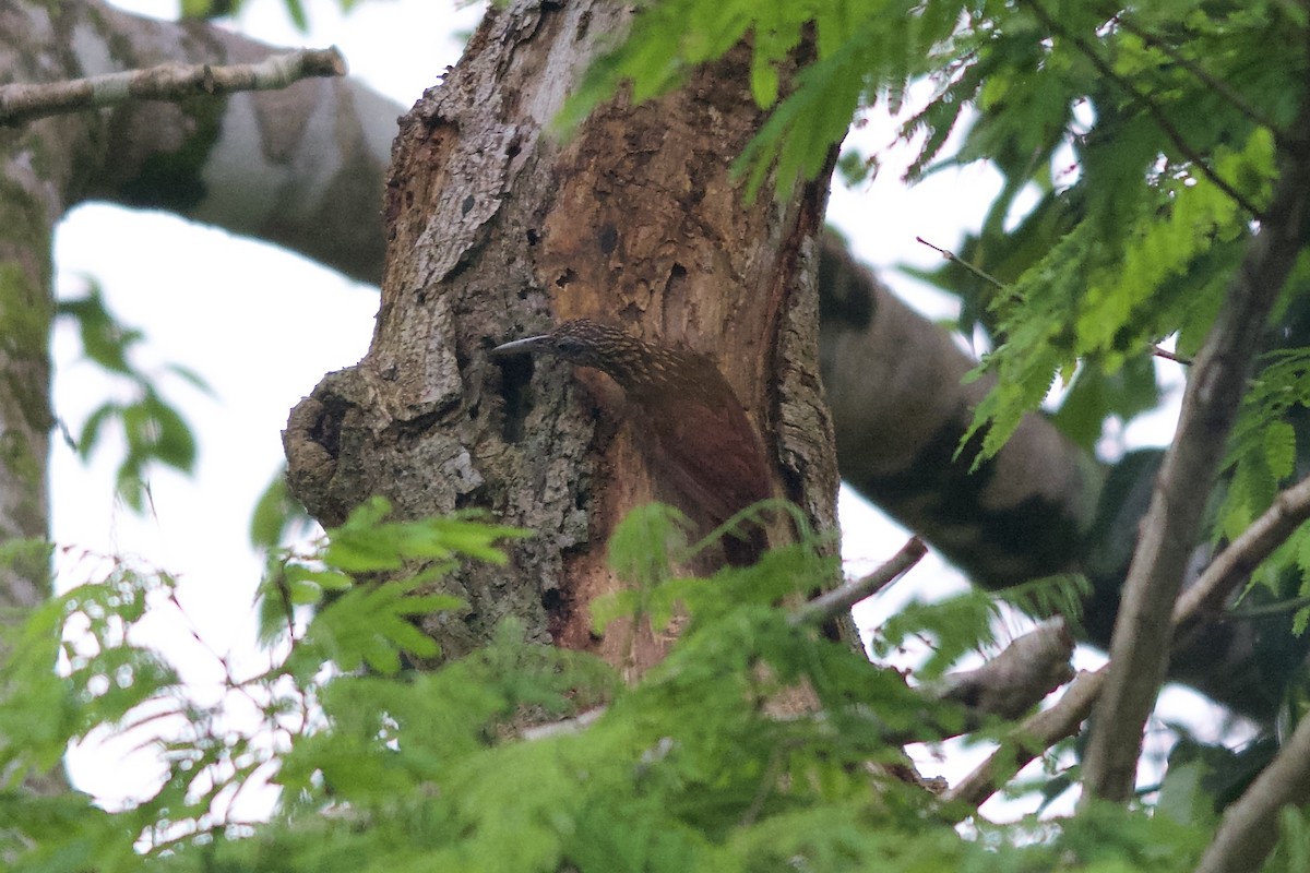 Buff-throated Woodcreeper - ML144024721