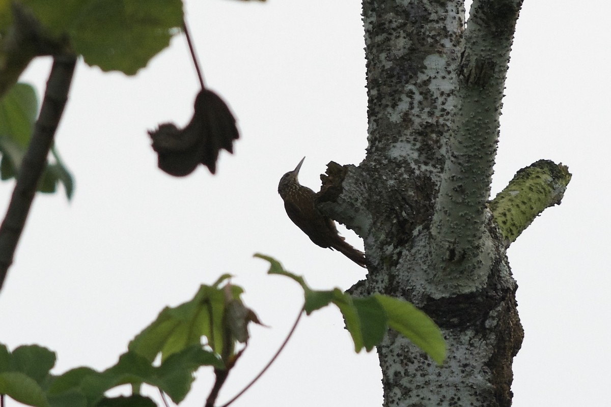 Striped Woodcreeper - Levi Burford