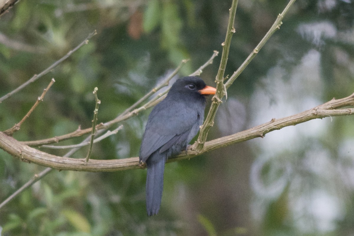 Black-fronted Nunbird - Levi Burford