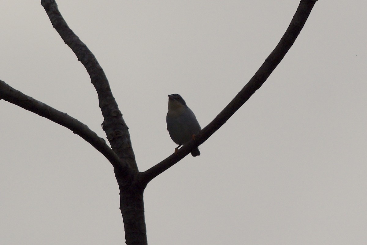 Hooded Tanager - ML144025091