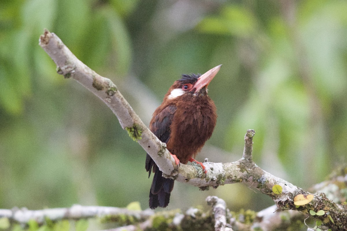 White-eared Jacamar - ML144025141