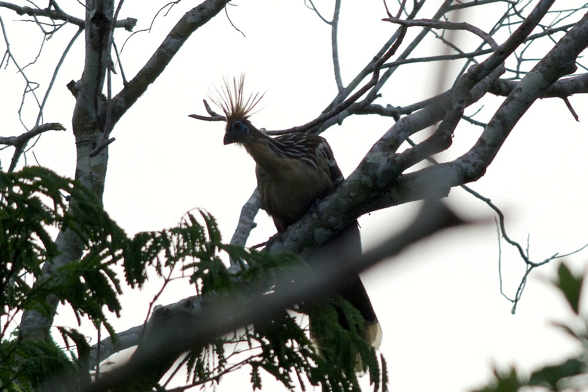 Hoatzin - ML144025311