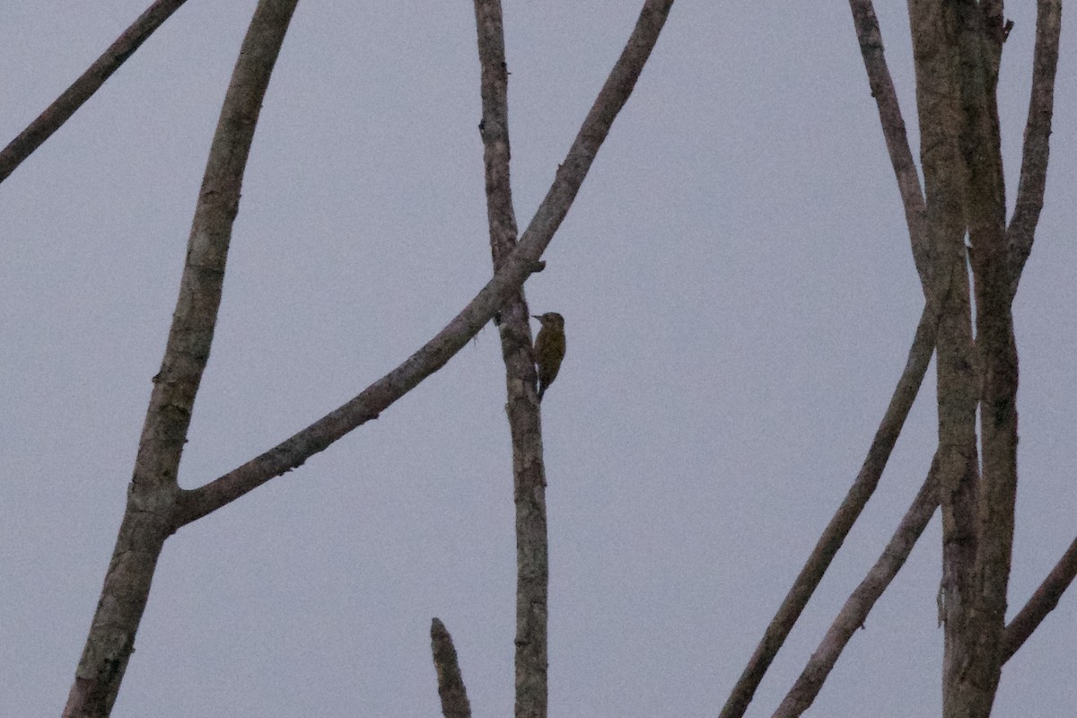 Little Woodpecker - ML144025411