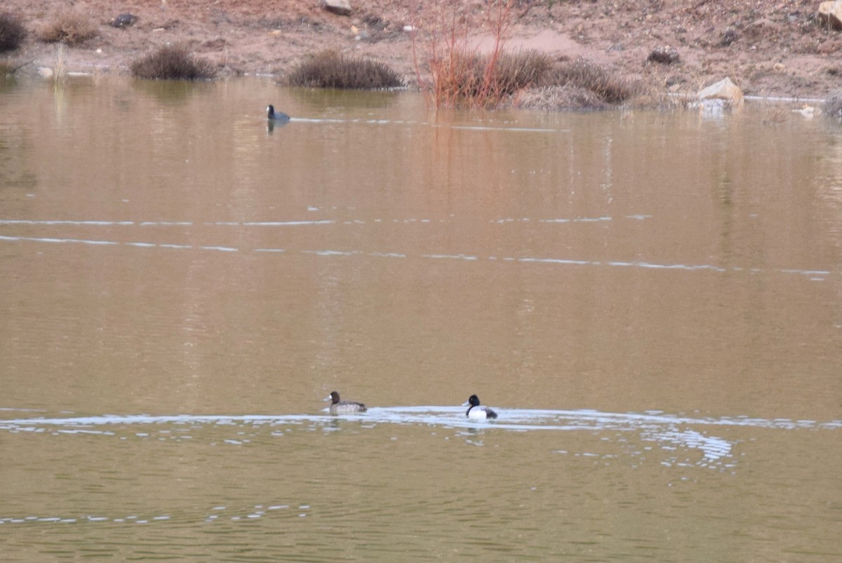 Lesser Scaup - ML144026931