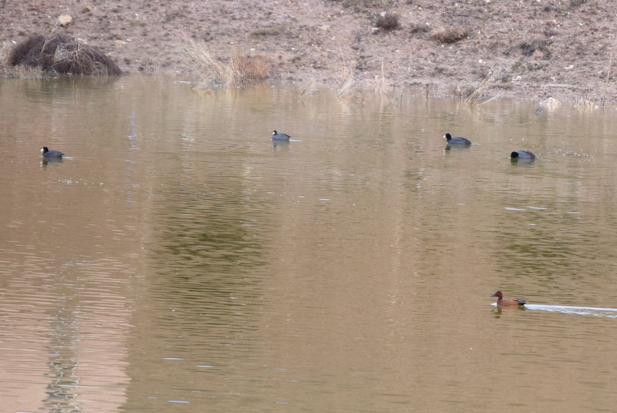 American Coot - ML144027051