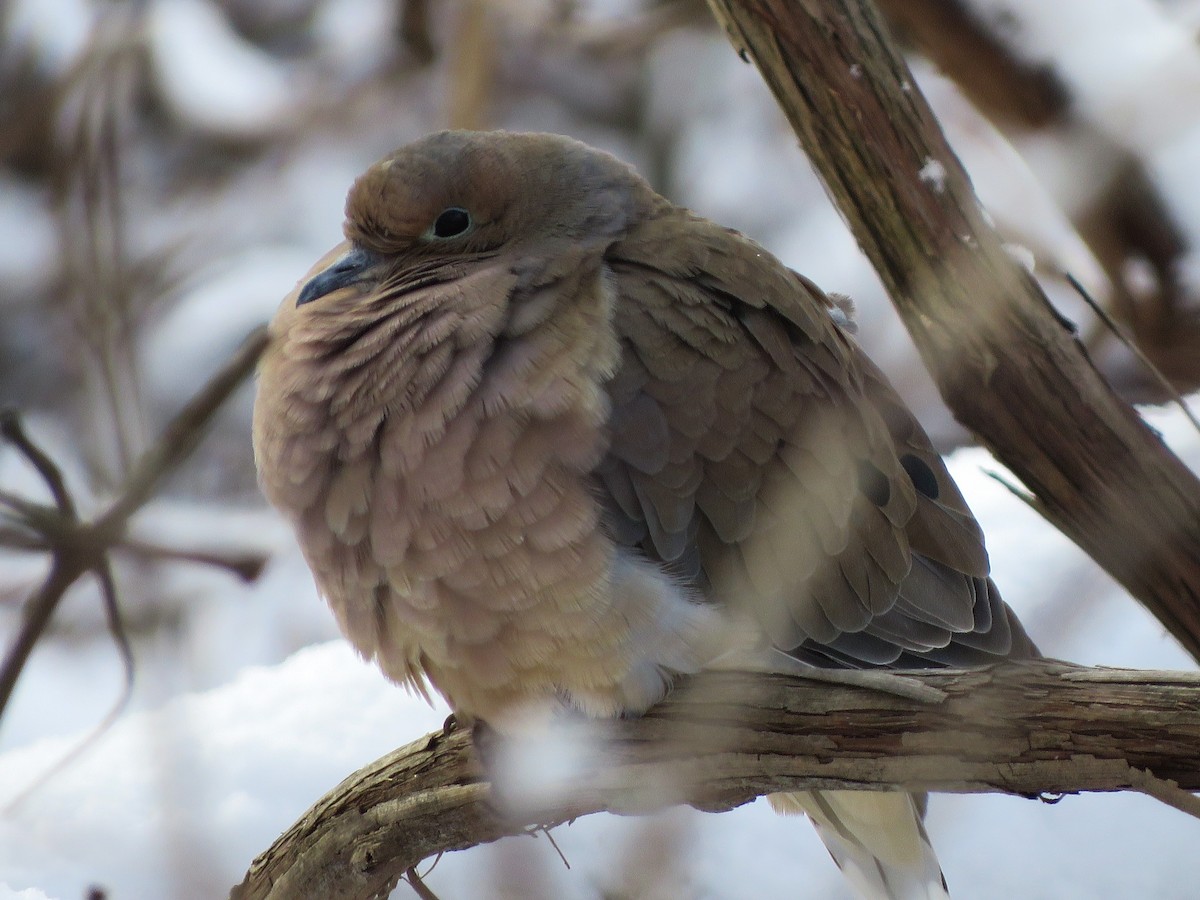 Mourning Dove - ML144027061