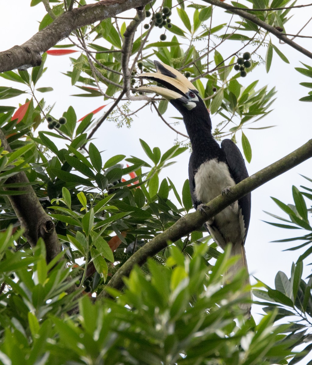 Oriental Pied-Hornbill - ML144028061