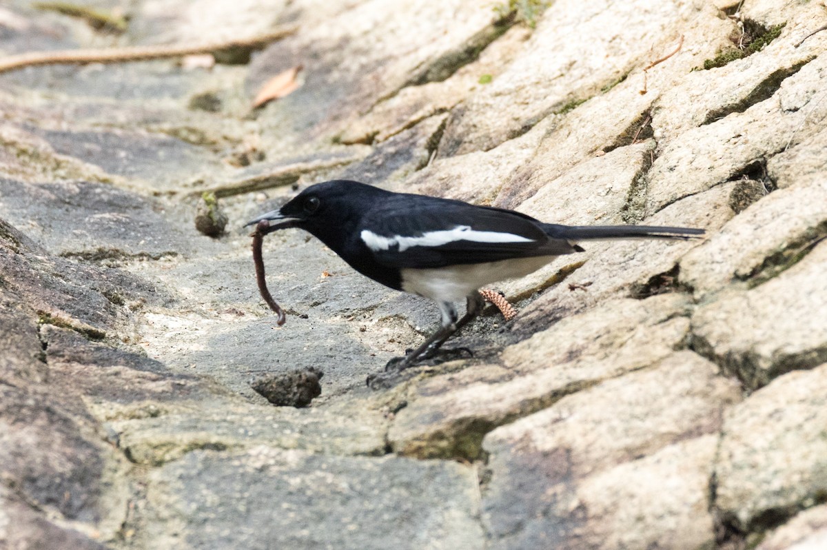 Oriental Magpie-Robin - Chris Barnes