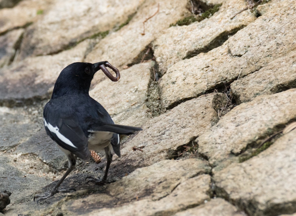 Oriental Magpie-Robin - ML144028131