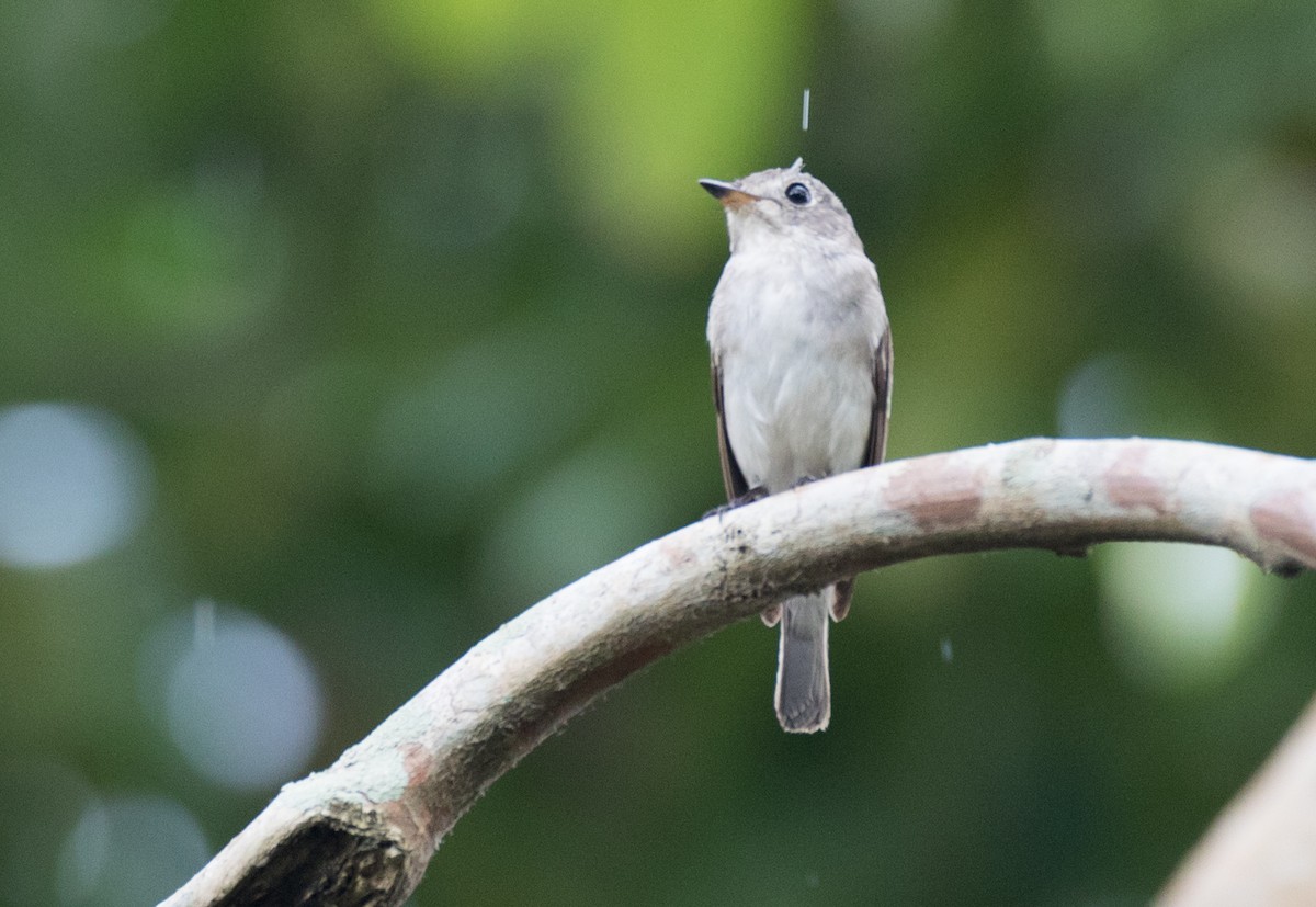 Asian Brown Flycatcher - Chris Barnes