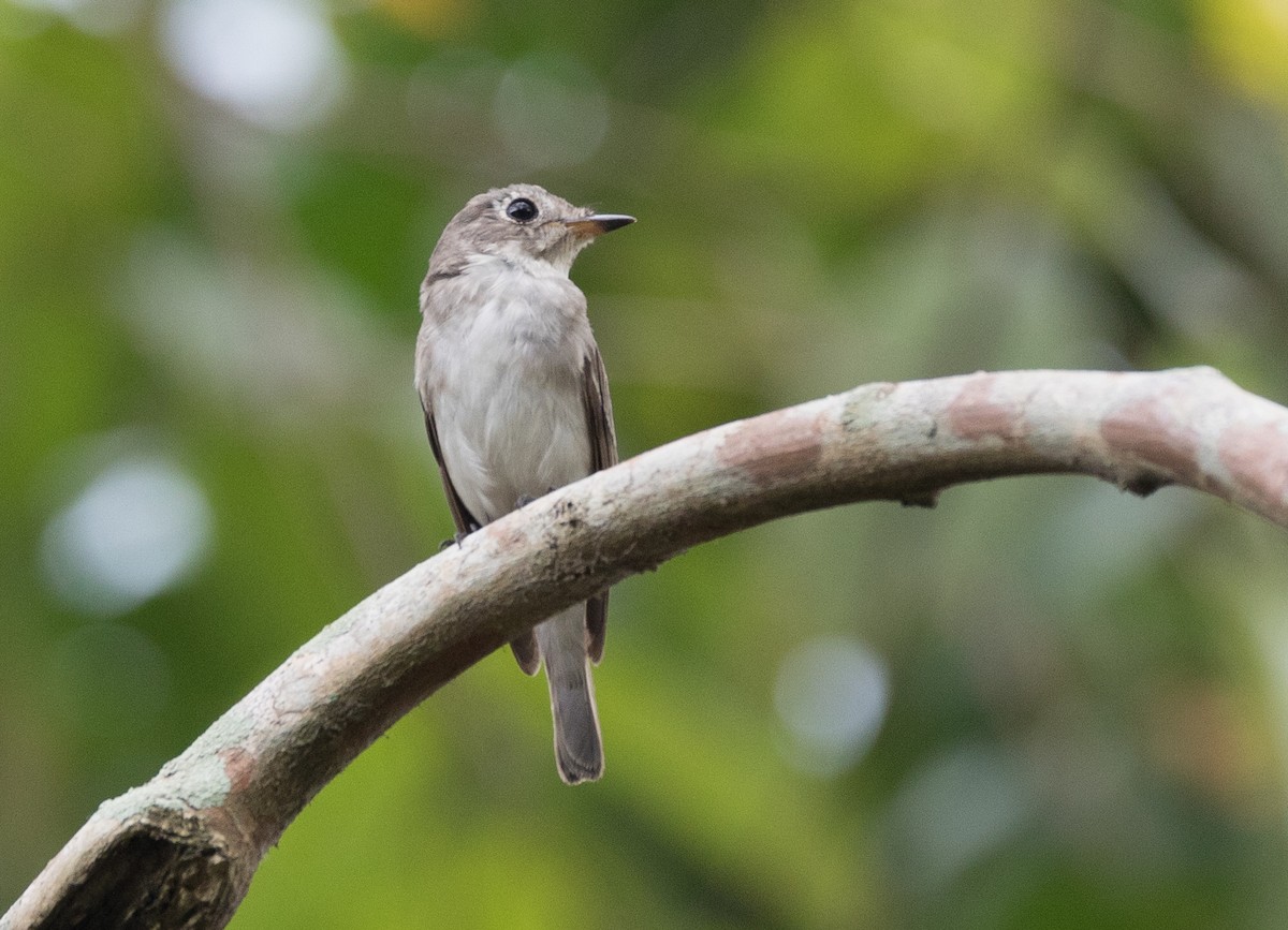 Asian Brown Flycatcher - Chris Barnes