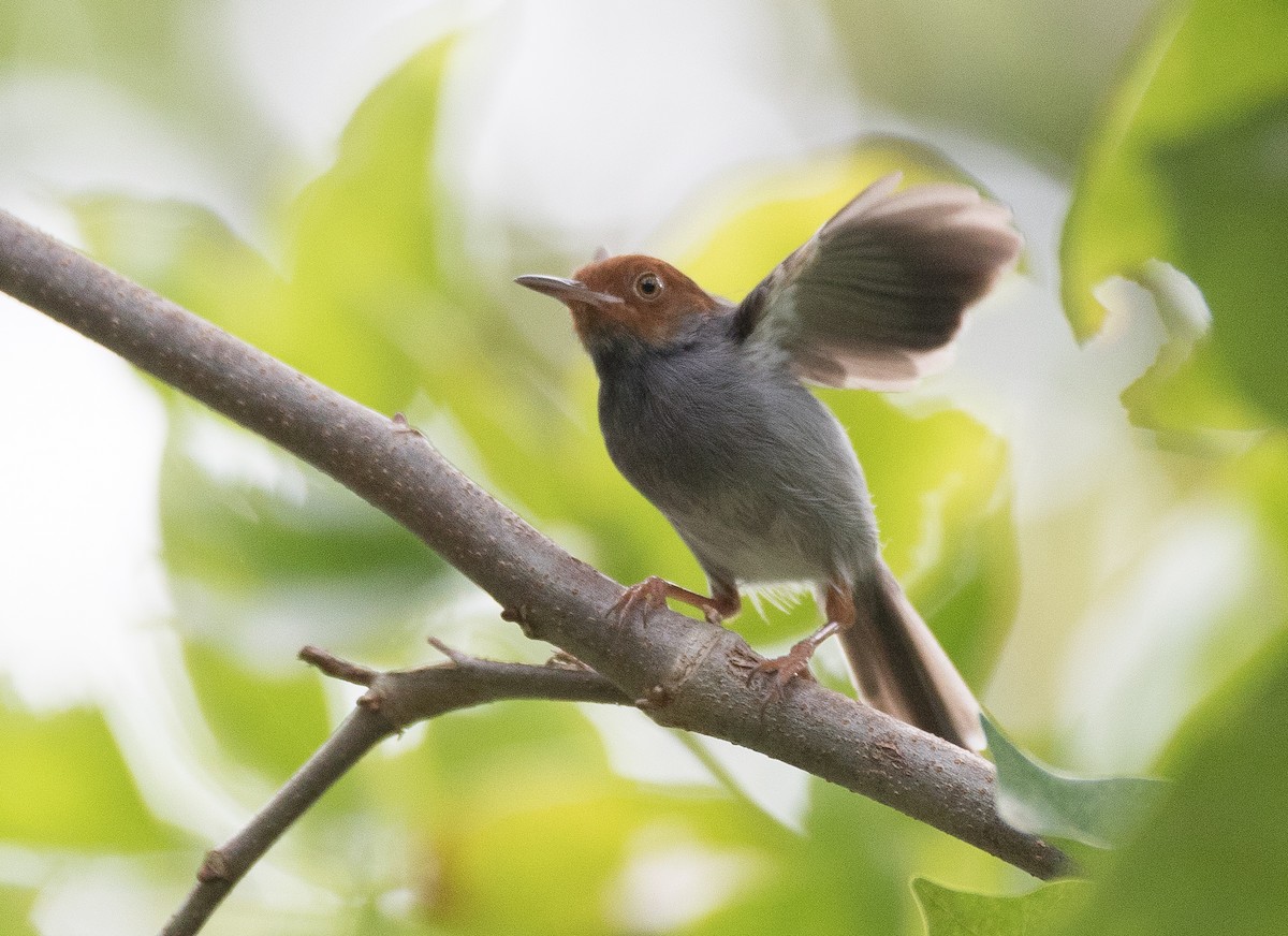 Ashy Tailorbird - ML144028401