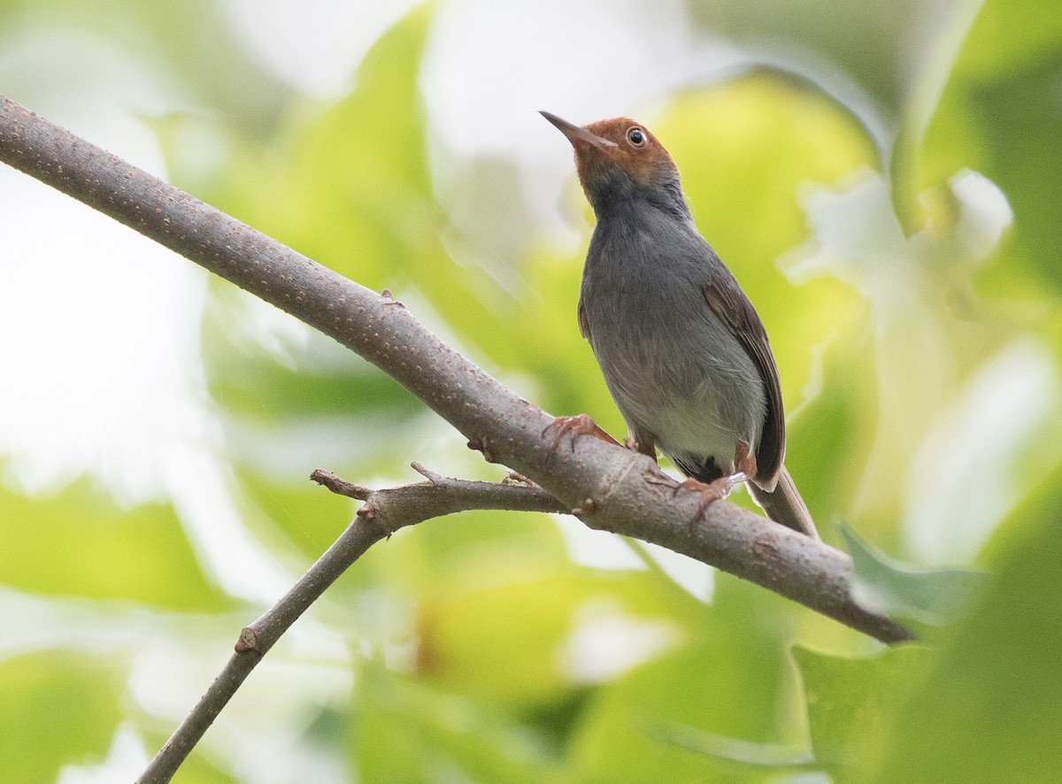 Ashy Tailorbird - ML144028411