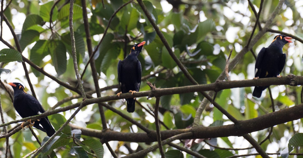 Common Hill Myna - Chris Barnes