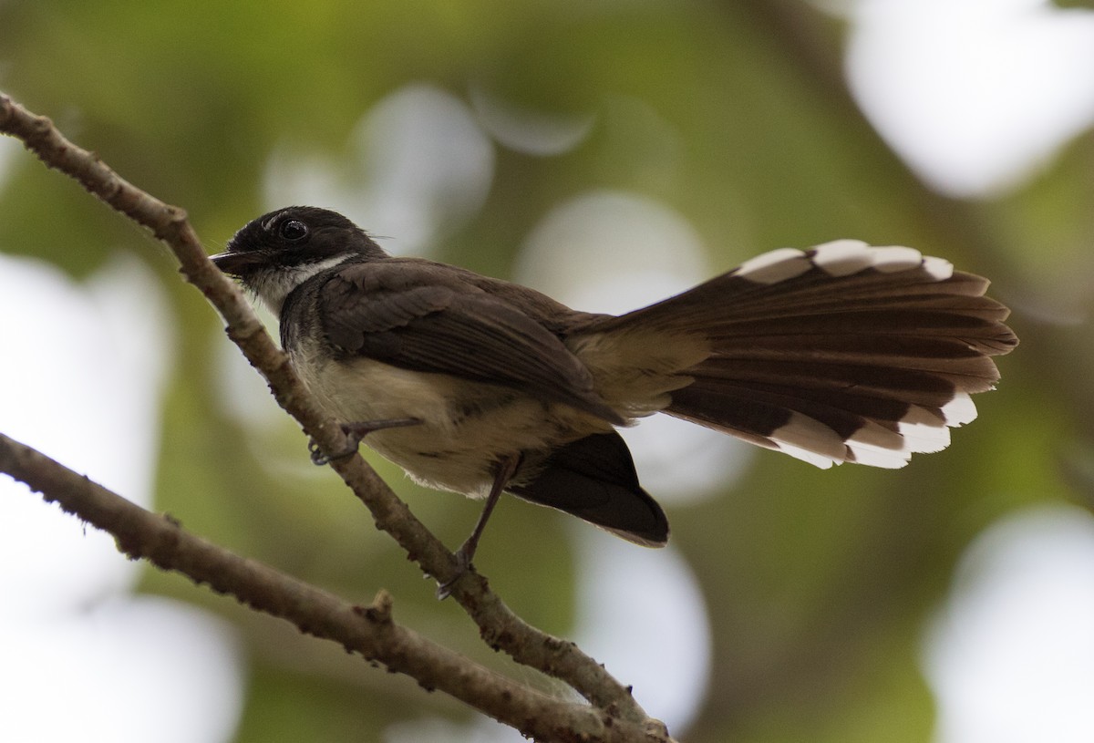 Malaysian Pied-Fantail - ML144028671