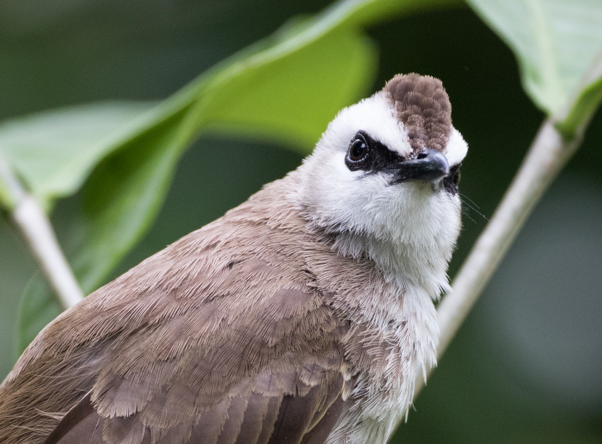 Yellow-vented Bulbul - Chris Barnes