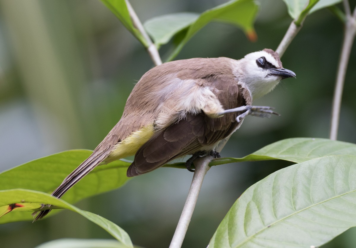 Yellow-vented Bulbul - ML144028951