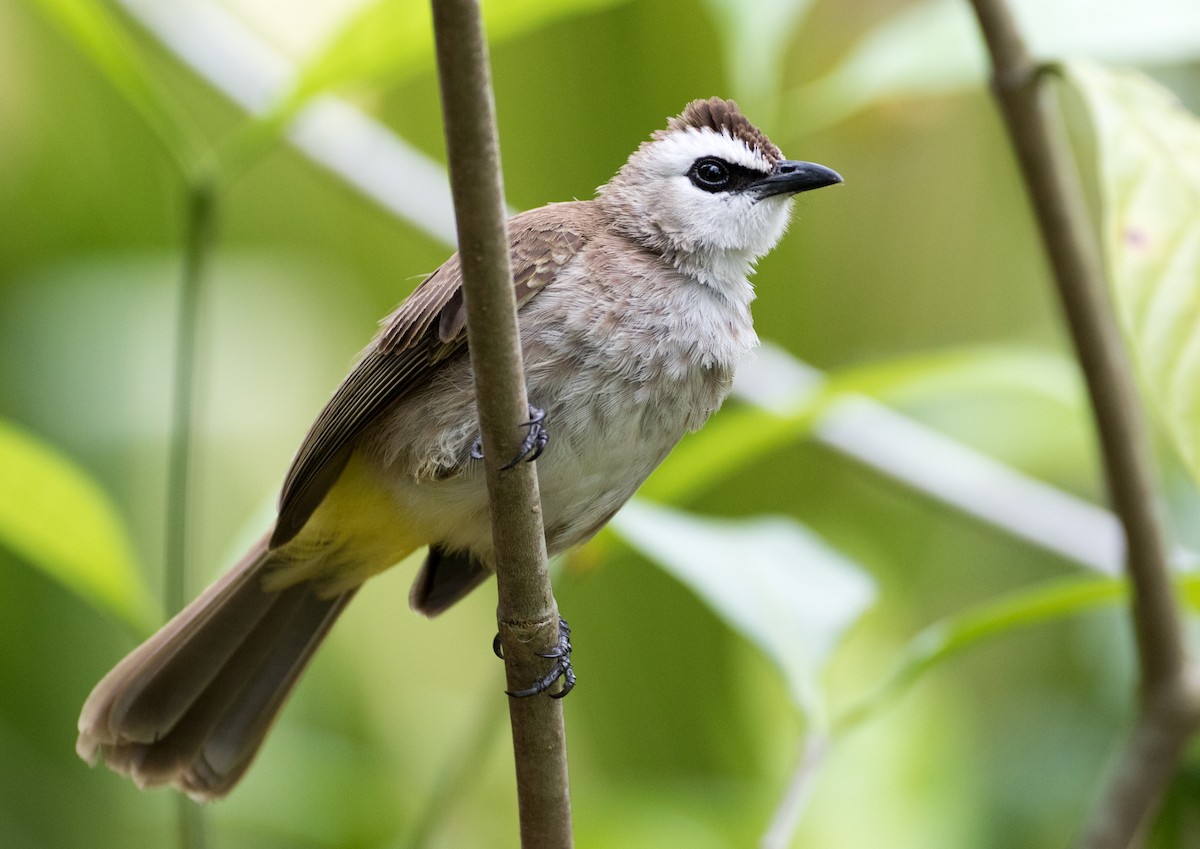 Bulbul Culiamarillo - ML144028961