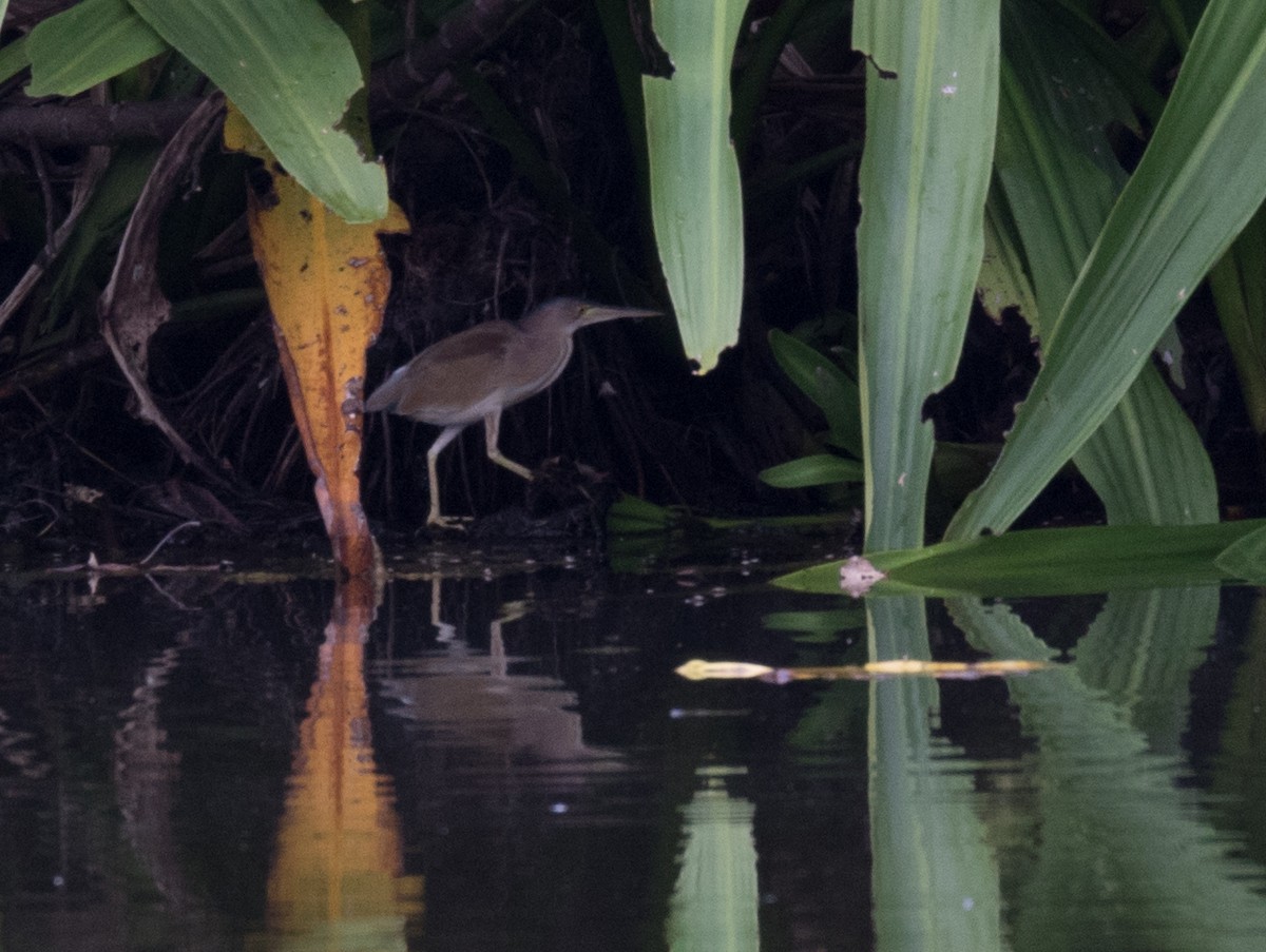 Yellow Bittern - Chris Barnes