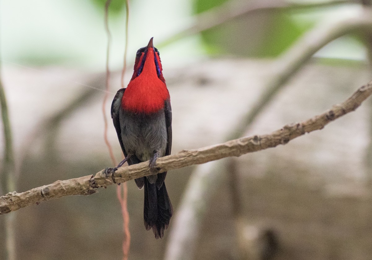 Crimson Sunbird - Chris Barnes