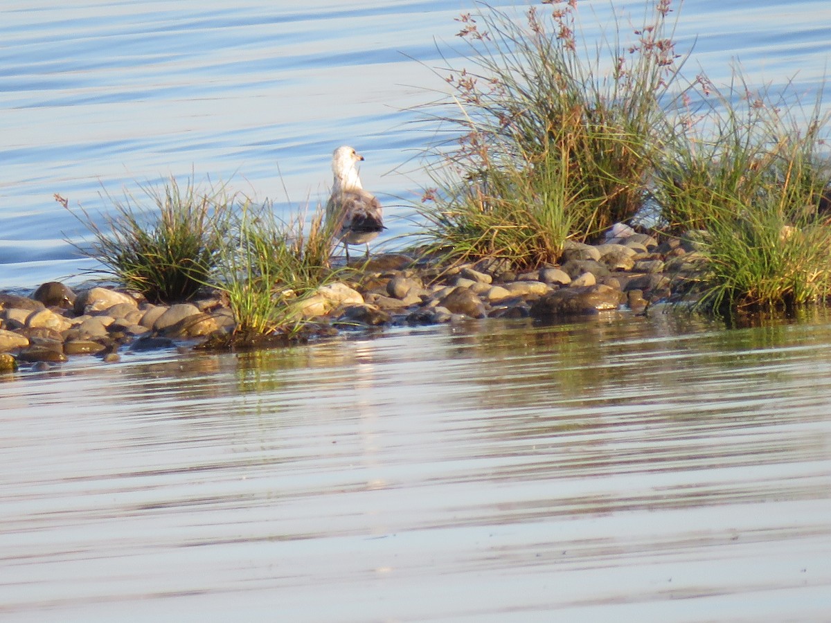 Ring-billed Gull - ML144030631