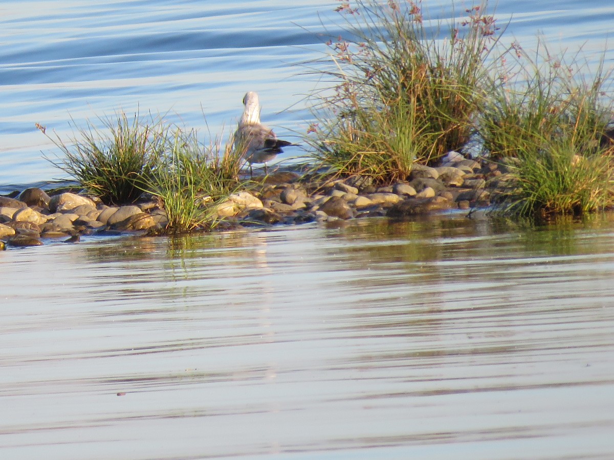 Ring-billed Gull - Hermes Vega