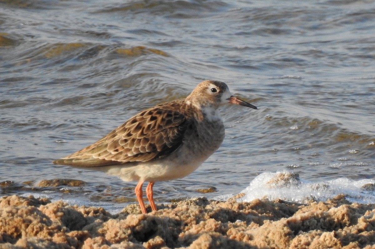 Ruff - Pedro Moreira