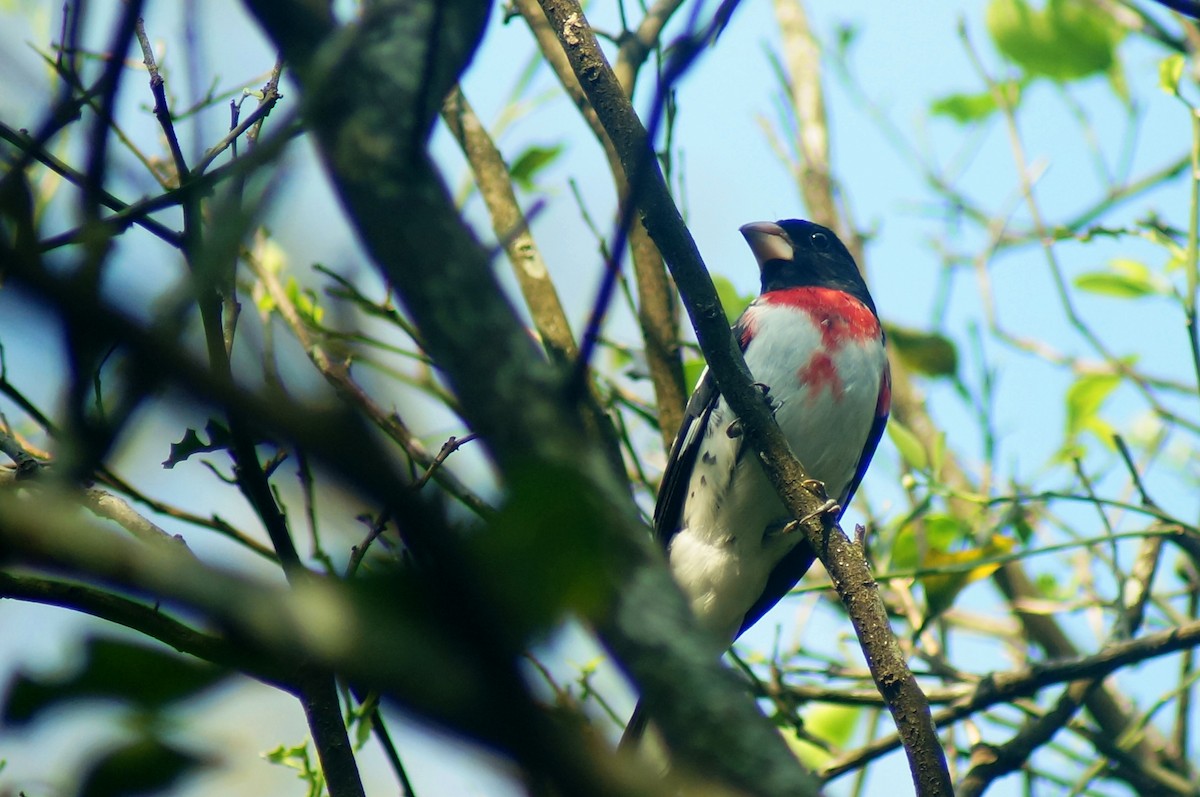 Rose-breasted Grosbeak - ML144034801