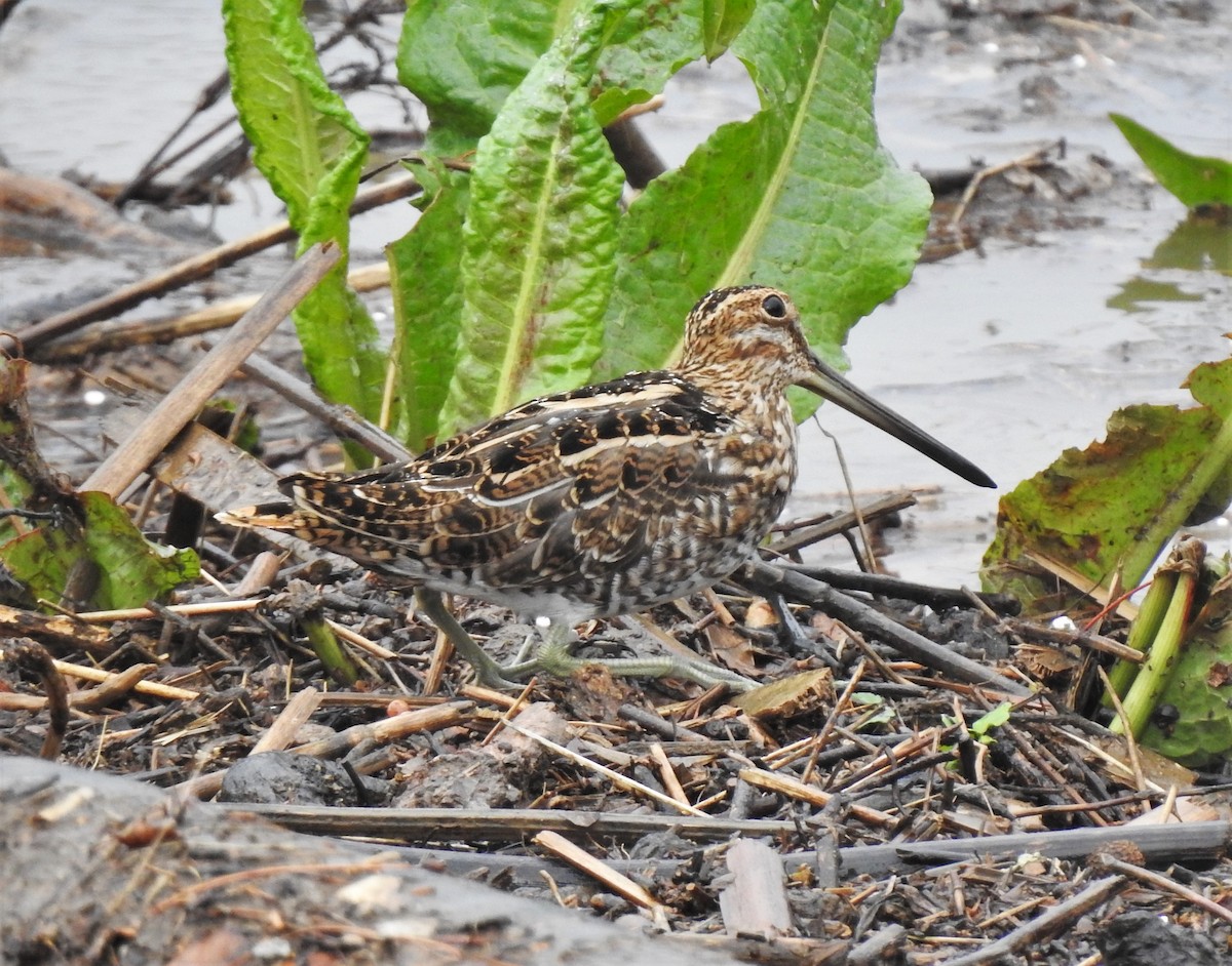 Wilson's Snipe - Bill Pelletier