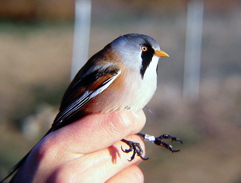 Bearded Reedling - ML144035761