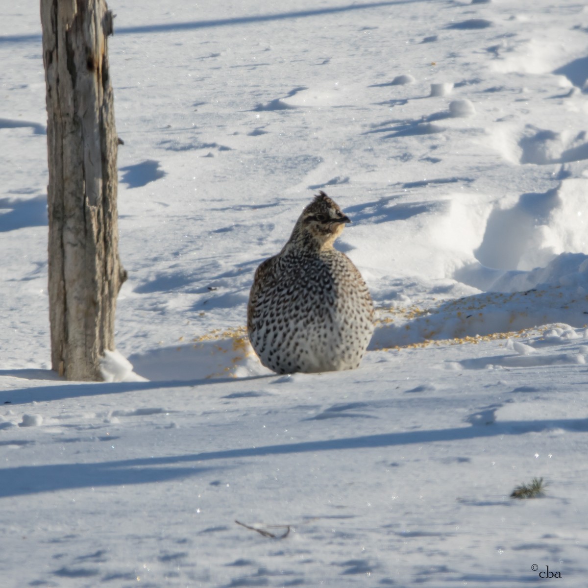 Sharp-tailed Grouse - ML144036201