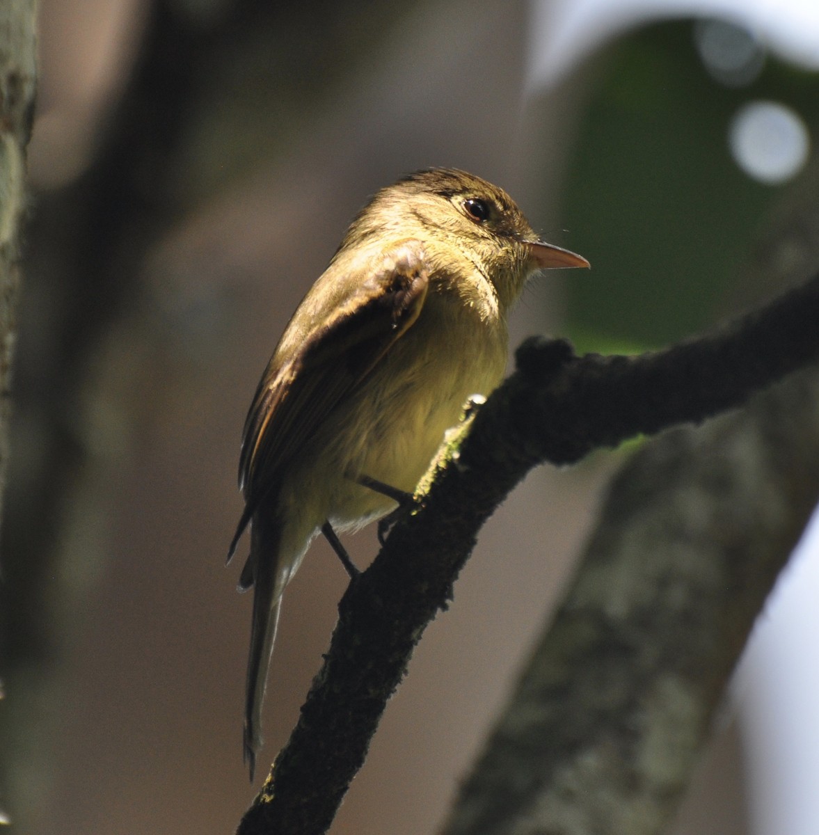 Western Flycatcher (Cordilleran) - ML144037971