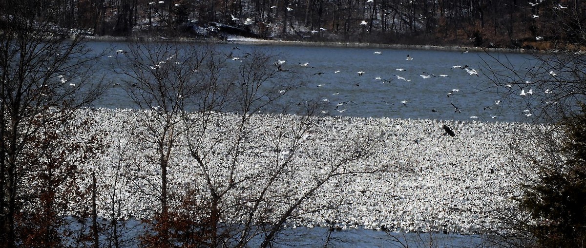 Snow Goose - Paul McKenzie