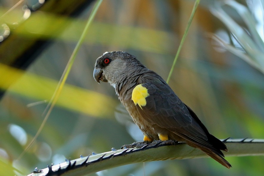 Rüppell's Parrot - Dietmar PETRAUSCH