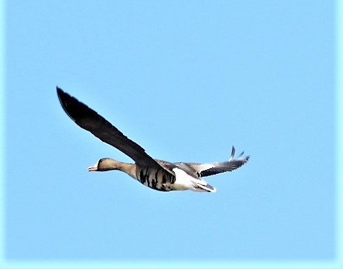 Greater White-fronted Goose - ML144040501