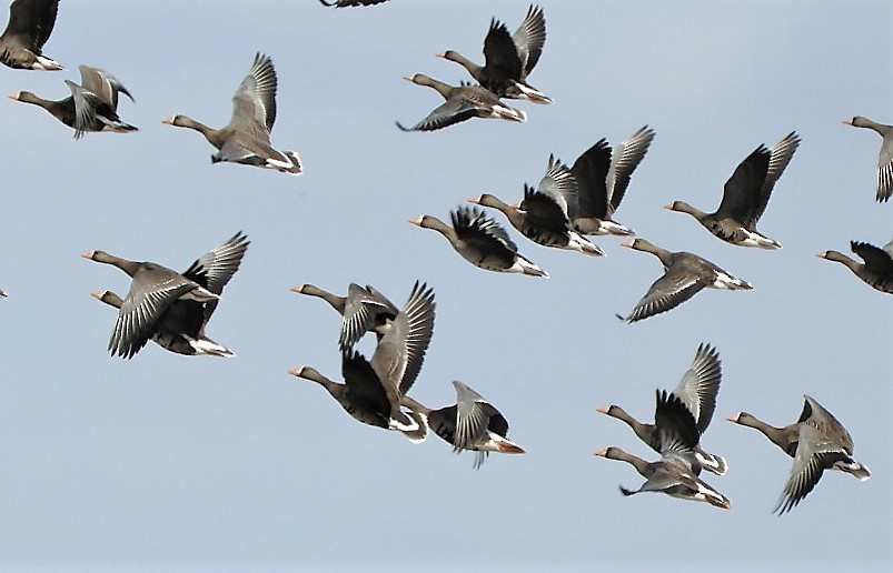 Greater White-fronted Goose - ML144040511