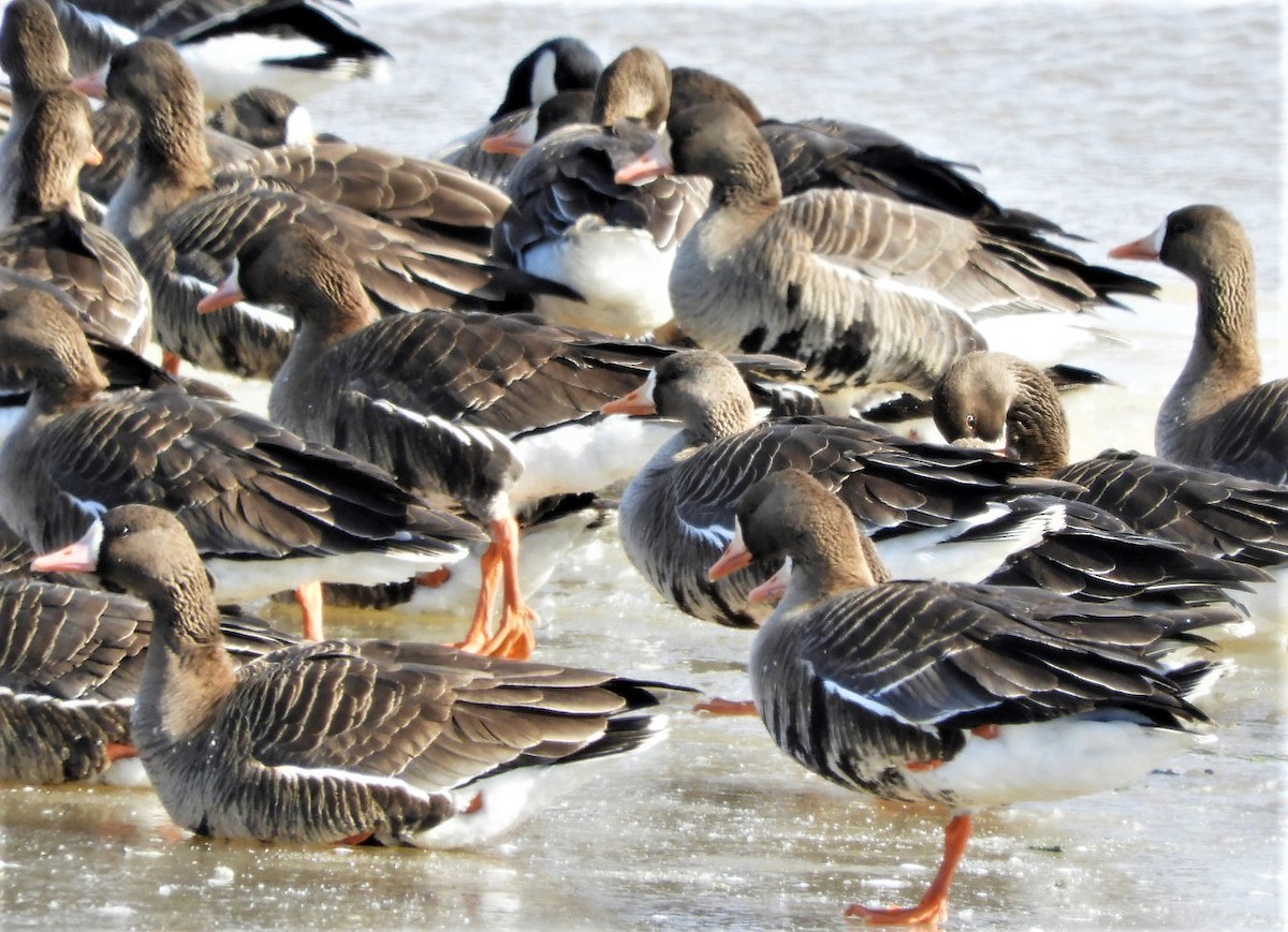 Greater White-fronted Goose - ML144041241