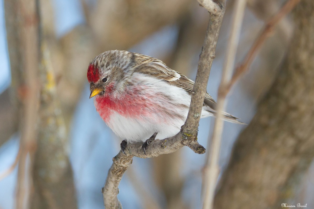 Redpoll (Common) - ML144042651