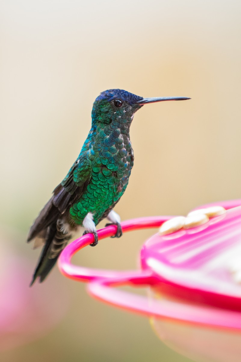 Indigo-capped Hummingbird - ML144044121