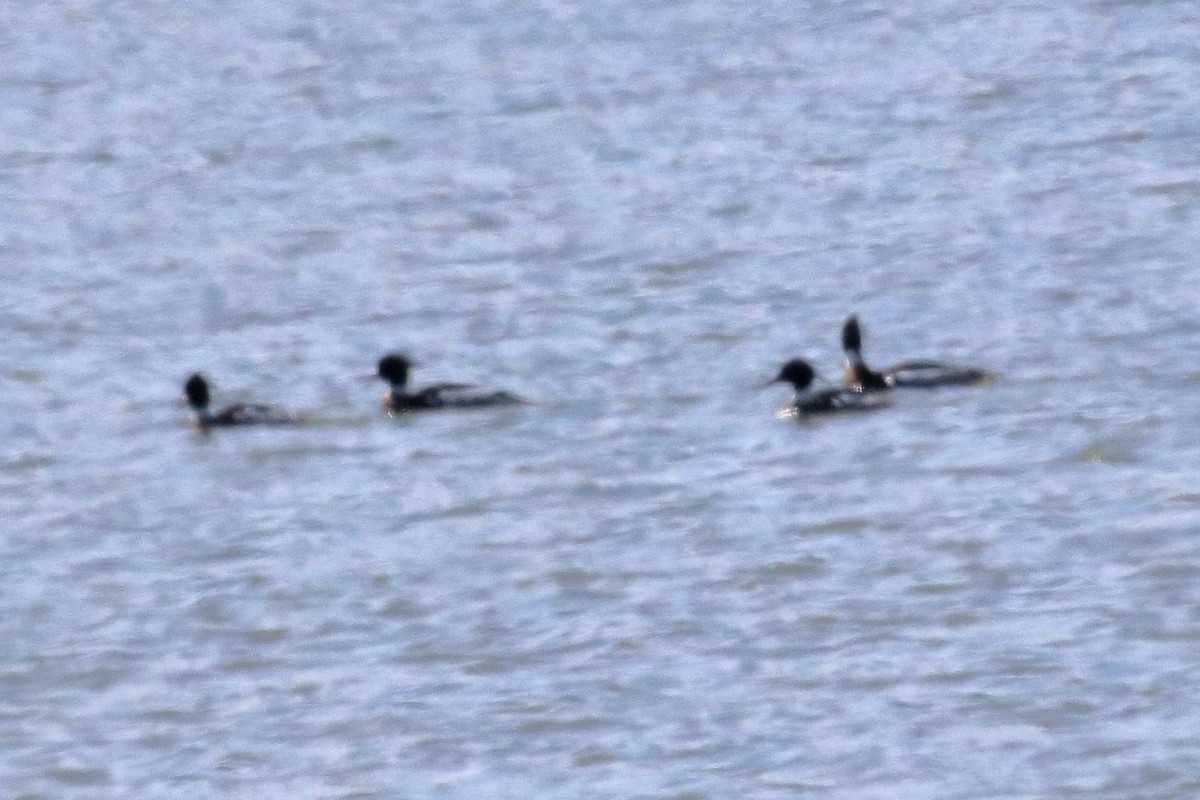 Red-breasted Merganser - Mark Scheuerman