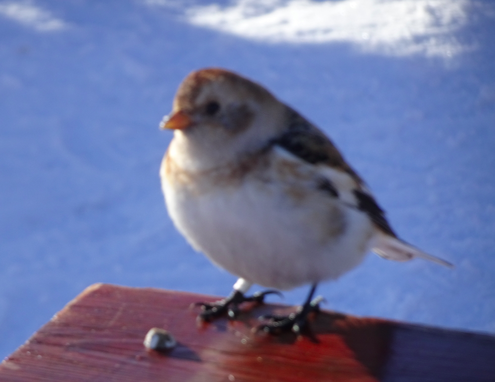 Цасч хөмрөг - ML144047031