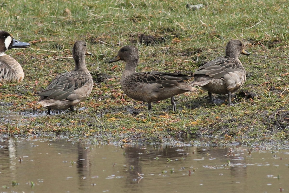 Yellow-billed Teal - Margaret Viens