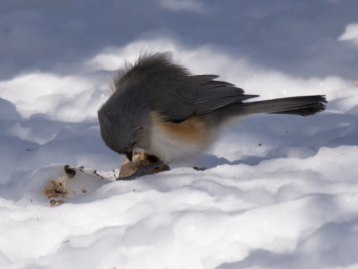 Tufted Titmouse - Sebastian Jones