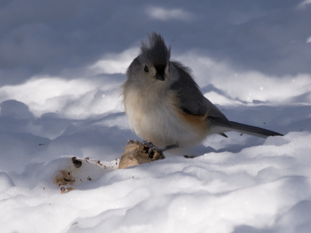 Tufted Titmouse - Sebastian Jones