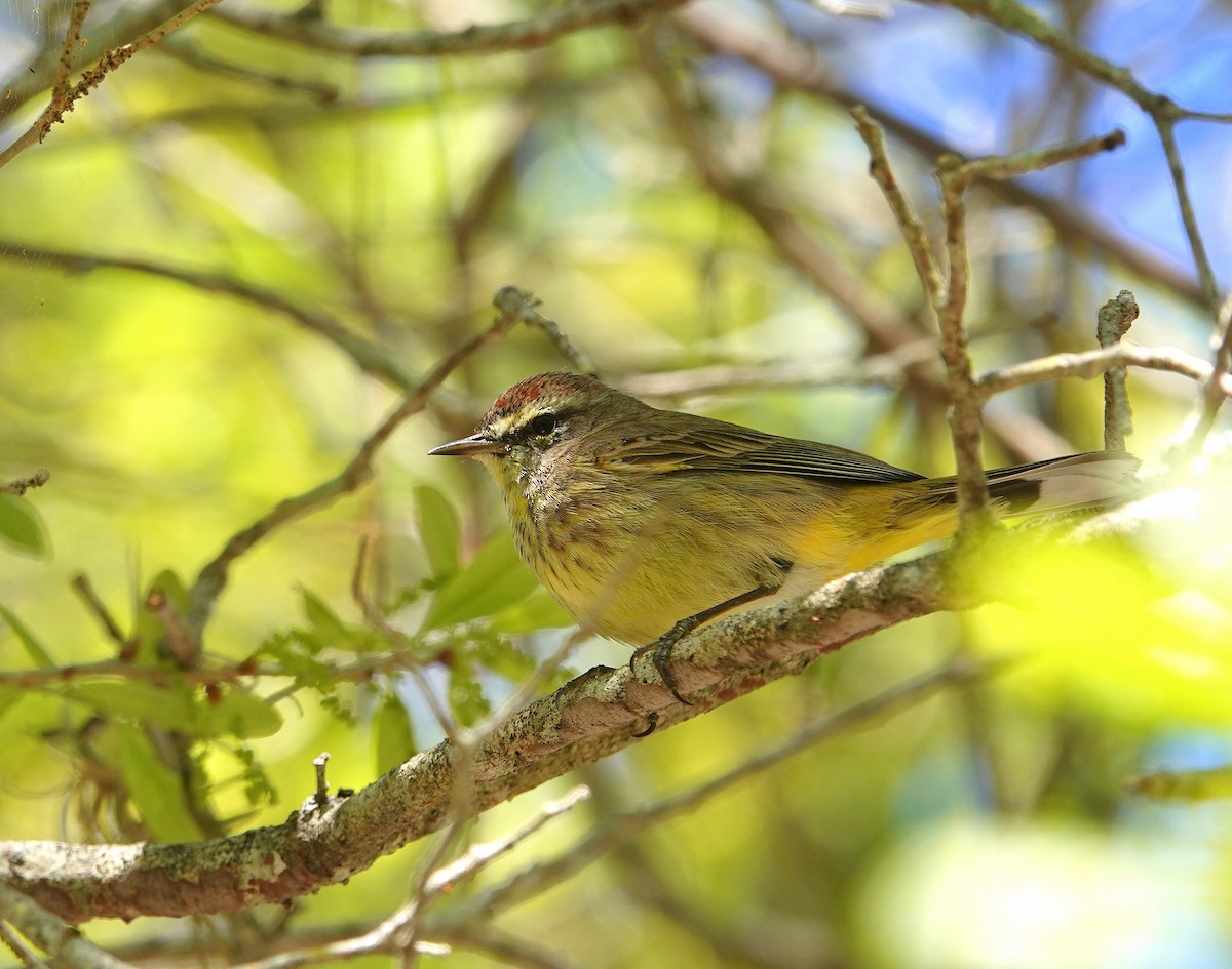 Palm Warbler - ML144049181