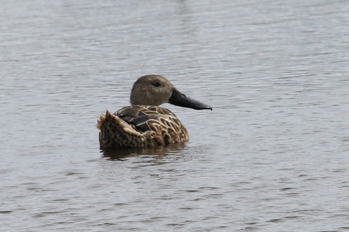 Cuchara Argentino - ML144049911