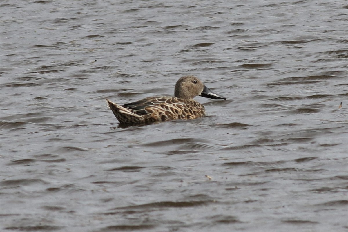 Red Shoveler - ML144049921