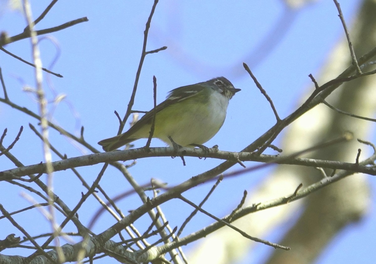 Graukopfvireo - ML144051241